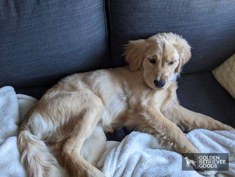 golden retriever transitional coat - a patchy nine month old golden puppy on a couch