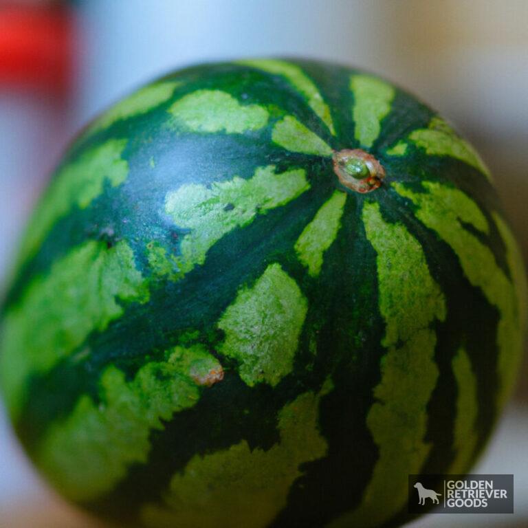 Can Golden Retrievers Eat Watermelon?