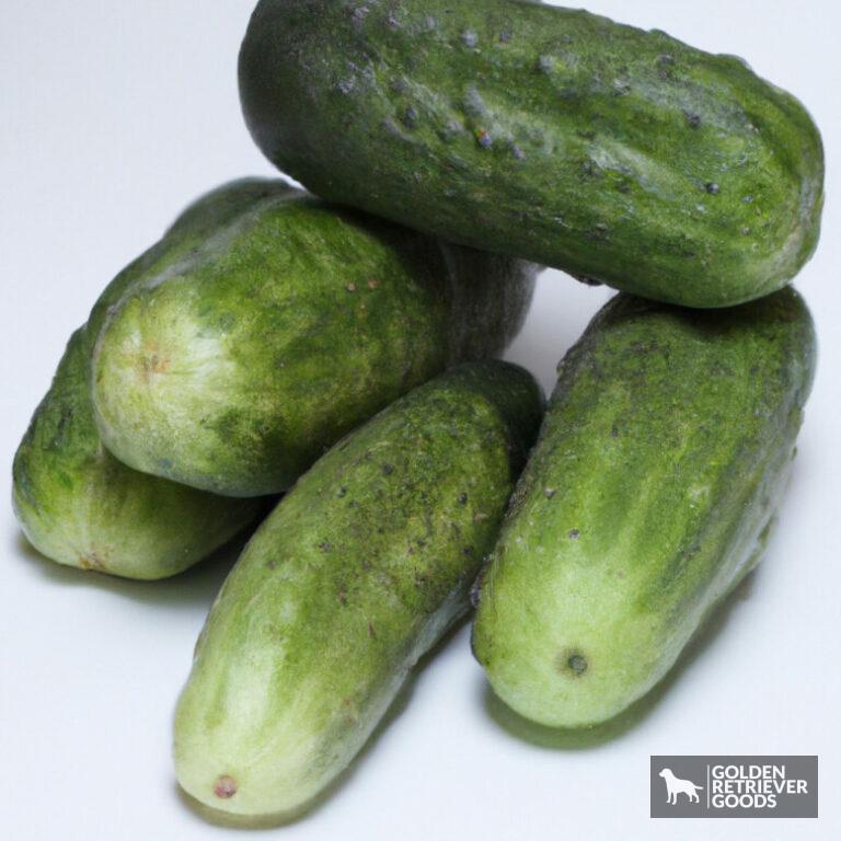 Can Golden Retrievers Eat Cucumbers?