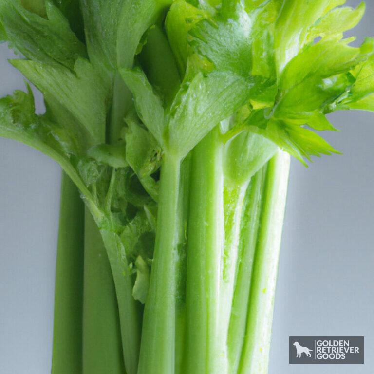 Can Golden Retrievers Eat Celery?
