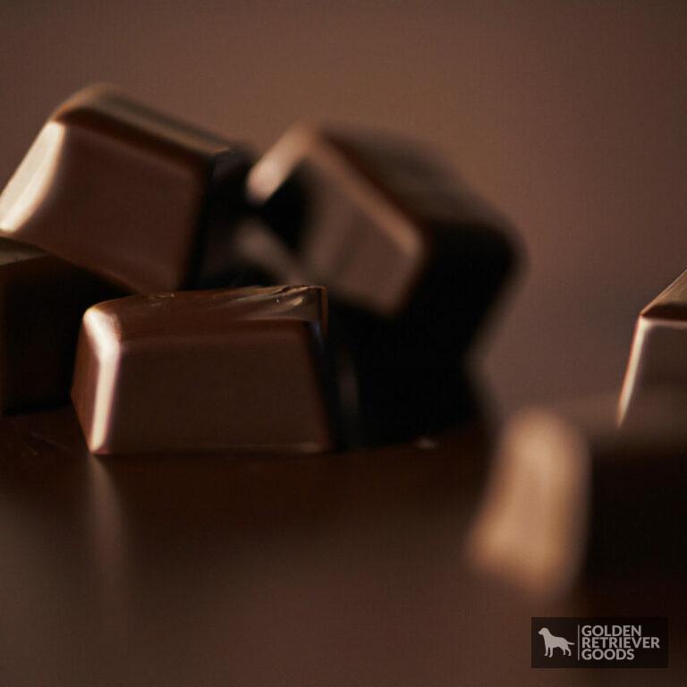 Can Golden Retrievers Eat Chocolate?