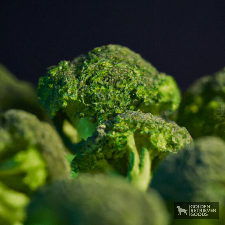 Can Golden Retrievers Eat Broccoli?