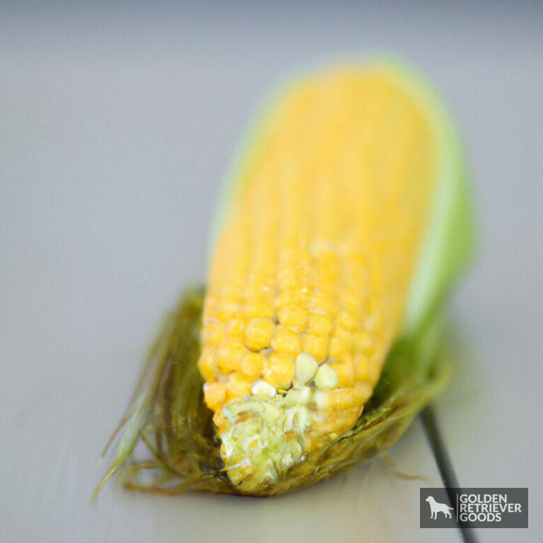 Can Golden Retrievers Eat Corn?