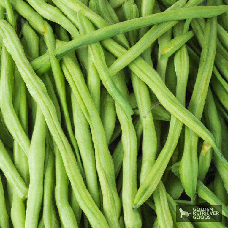 Can Golden Retrievers Eat Green Beans?