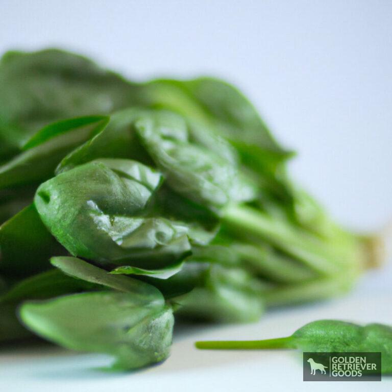 Can Golden Retrievers Eat Spinach?