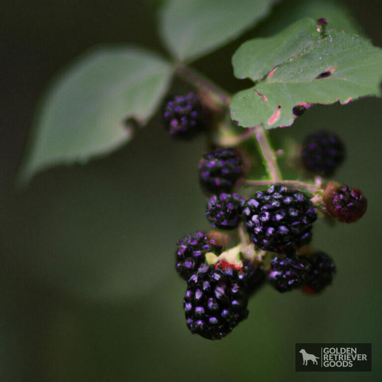Can Golden Retrievers Eat Blackberries?