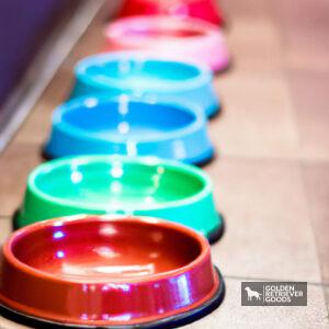 The Best Dog Bowls for Golden Retrievers