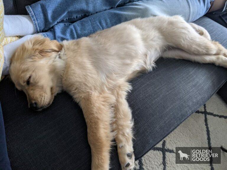 Can Golden Retrievers Have Short Hair?