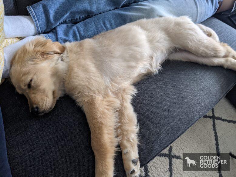 Can Golden Retrievers Have Short Hair?